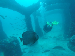 Pomacanthus arcuatus