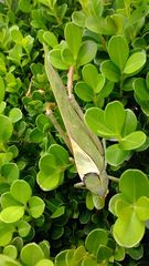 Stilpnochlora azteca