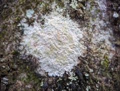 Trapelia placodioides