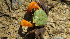 Parasesarma erythodactylum