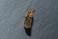 Korscheltellus gracilis