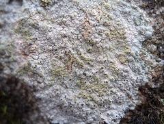 Trapelia placodioides