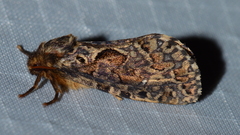 Korscheltellus gracilis