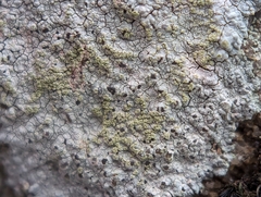 Trapelia placodioides