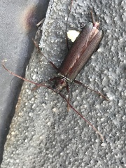 Xystrocera virescens