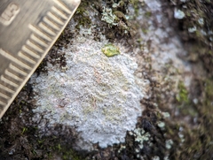 Trapelia placodioides