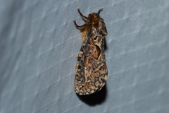 Korscheltellus gracilis