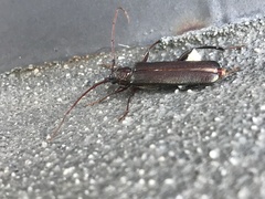 Xystrocera virescens