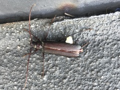 Xystrocera virescens