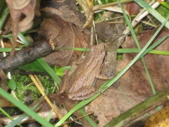 Pseudacris triseriata