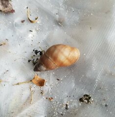 Bulimulus guadalupensis