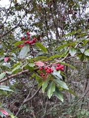 Photinia niitakayamensis