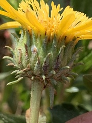 Grindelia camporum