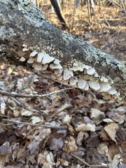 Trametes pubescens