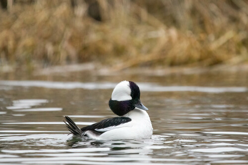 Bufflehead (Bucephala albeola)