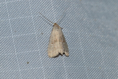 Hypenodes fractilinea