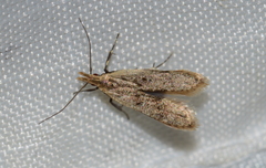 Dichomeris punctipennella