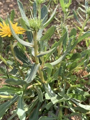 Grindelia camporum
