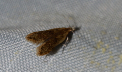 Dichomeris punctipennella