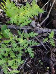 Eucrypta chrysanthemifolia