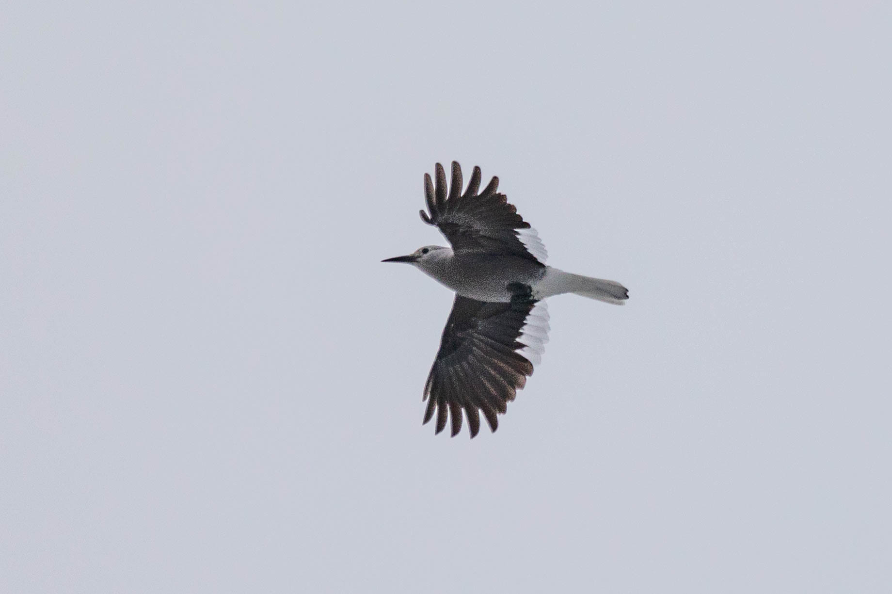 Clark's Nutcracker illustration