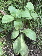 Nicotiana tabacum
