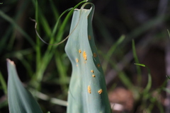 Uromyces chlorogali