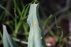 Uromyces chlorogali