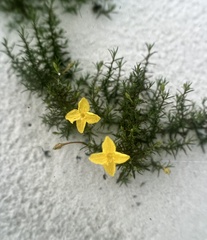 Oenothera hartwegii