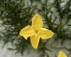 Oenothera hartwegii