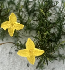 Oenothera hartwegii