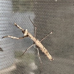 Coenomantis kraussiana