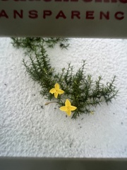 Oenothera hartwegii