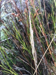 Rytidosperma gracile