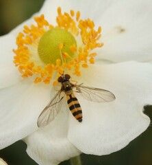 Meliscaeva cinctella