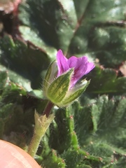 Erodium brachycarpum