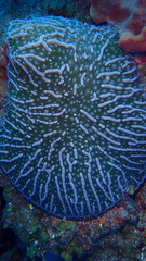Mycetophyllia