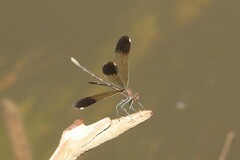 Calopteryx aequabilis
