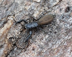 Holoplatys planissima