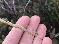 Rytidosperma gracile
