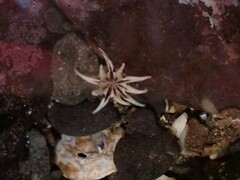 Halcampa decemtentaculata