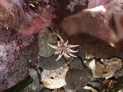 Halcampa decemtentaculata