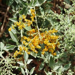 Chenopodium parabolicum