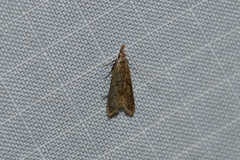 Dichomeris punctipennella