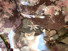 Halcampa decemtentaculata