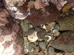 Halcampa decemtentaculata