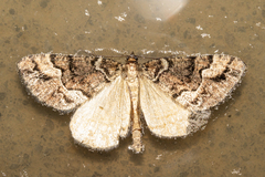 Pseudocoremia colpogramma