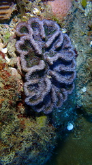 Mycetophyllia