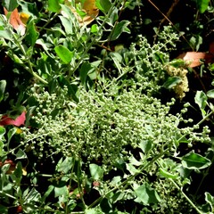 Chenopodium parabolicum