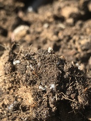 Formicidae